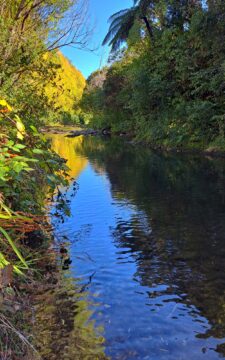 Autumn at Wainuiomata River -