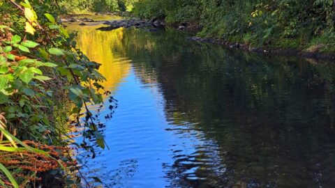 Autumn at Wainuiomata River -