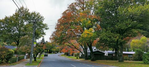 Hine Road in Autumn
