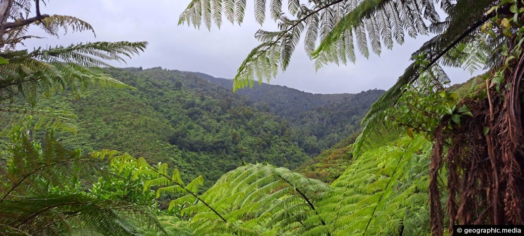 Nikau Creek Valley in Wainuiomata