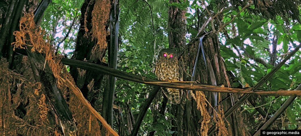 Morepork Owl (ruru) in Wainuiomata Regional Park