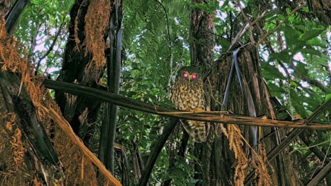 Morepork Owl (ruru) in Wainuiomata Regional Park
