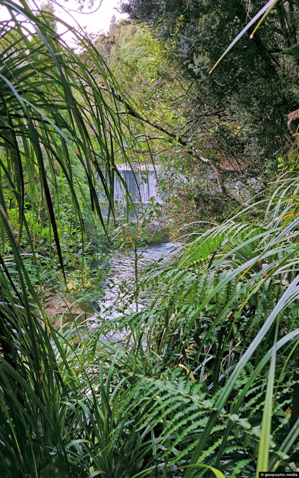 Lower Dam View from Bush