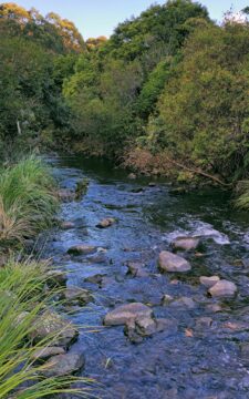 Upstream Wainuiomata River