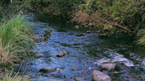 Upstream Wainuiomata River