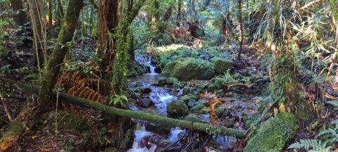 Sledge Track Creek