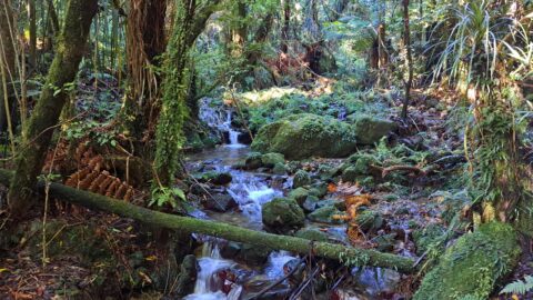 Sledge Track Creek