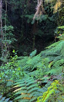 Ravine Near Sledge Track Creek