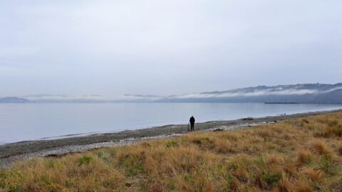 Misty Petone Foreshore