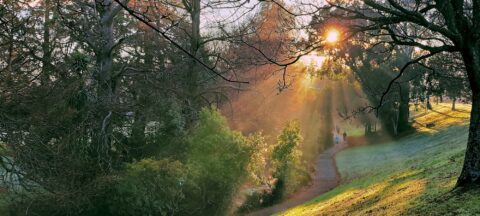 Sunbeams at Trentham Memorial Park in Upper Hutt