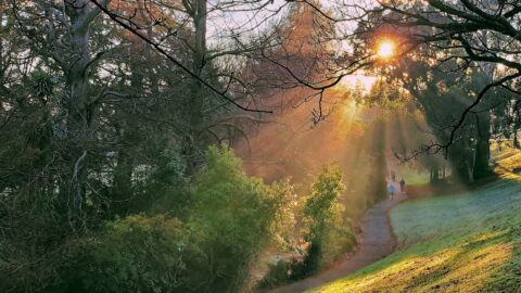 Sunbeams at Trentham Memorial Park in Upper Hutt