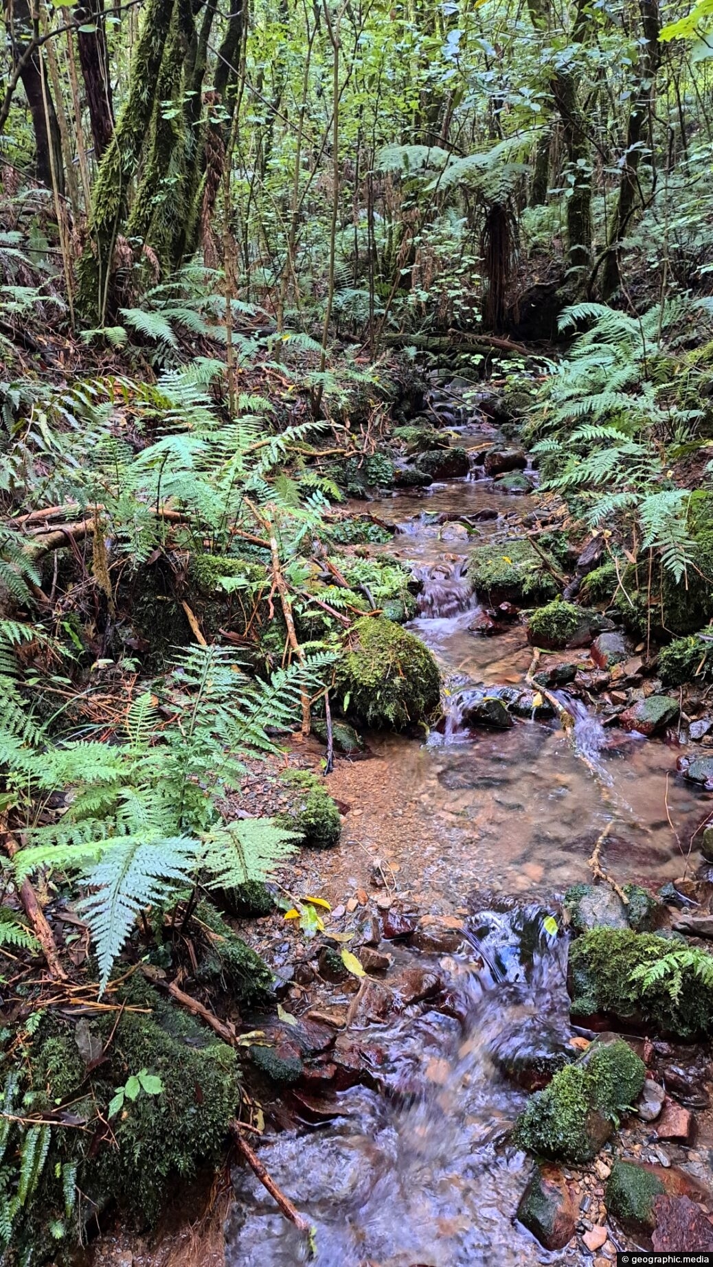 Unnamed Creek in Wainuiomata Regional Park