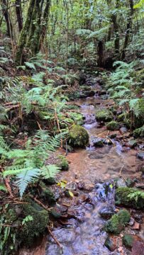 Unnamed Creek in Wainuiomata Regional Park