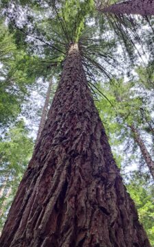 California Redwood in Rotorua