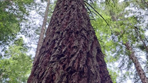 California Redwood in Rotorua