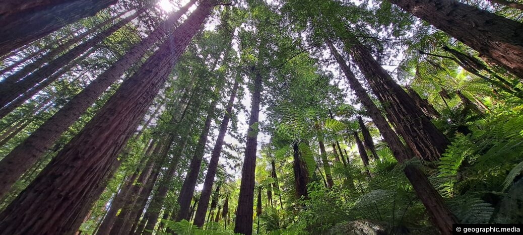 Redwoods in Whakarewarewa Forest