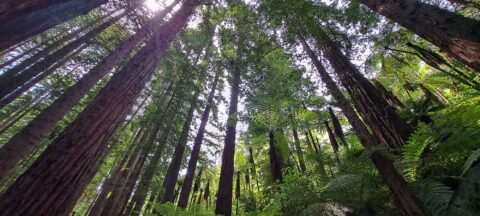 Redwoods in Whakarewarewa Forest