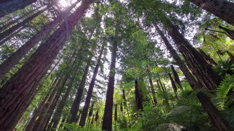 Redwoods in Whakarewarewa Forest