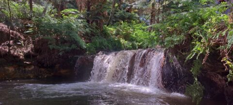 Kerosene Creek in Rotorua