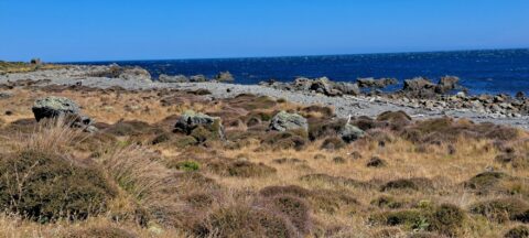 South Coast & Coastal Vegetation