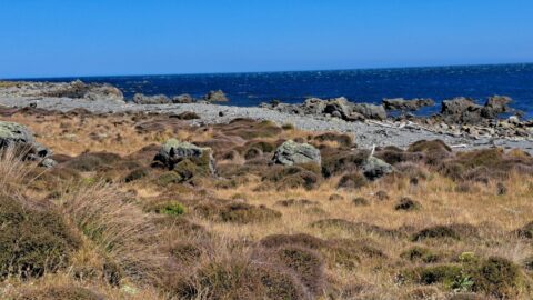 South Coast & Coastal Vegetation