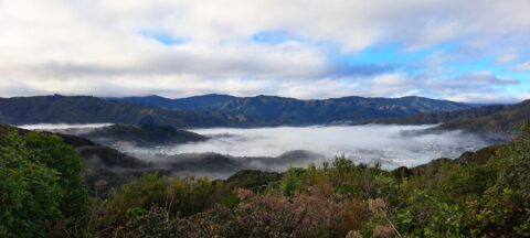 Wainuiomata Valley Mist