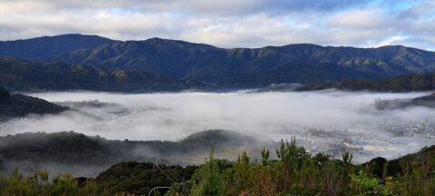 Wainuiomata Mist