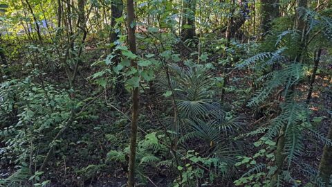 Native Plants Ōrongorongo Forest Park