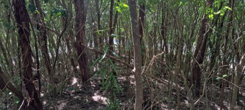 Solomon's Knob in Wainuiomata