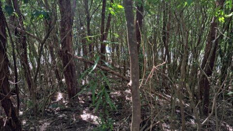Solomon's Knob in Wainuiomata