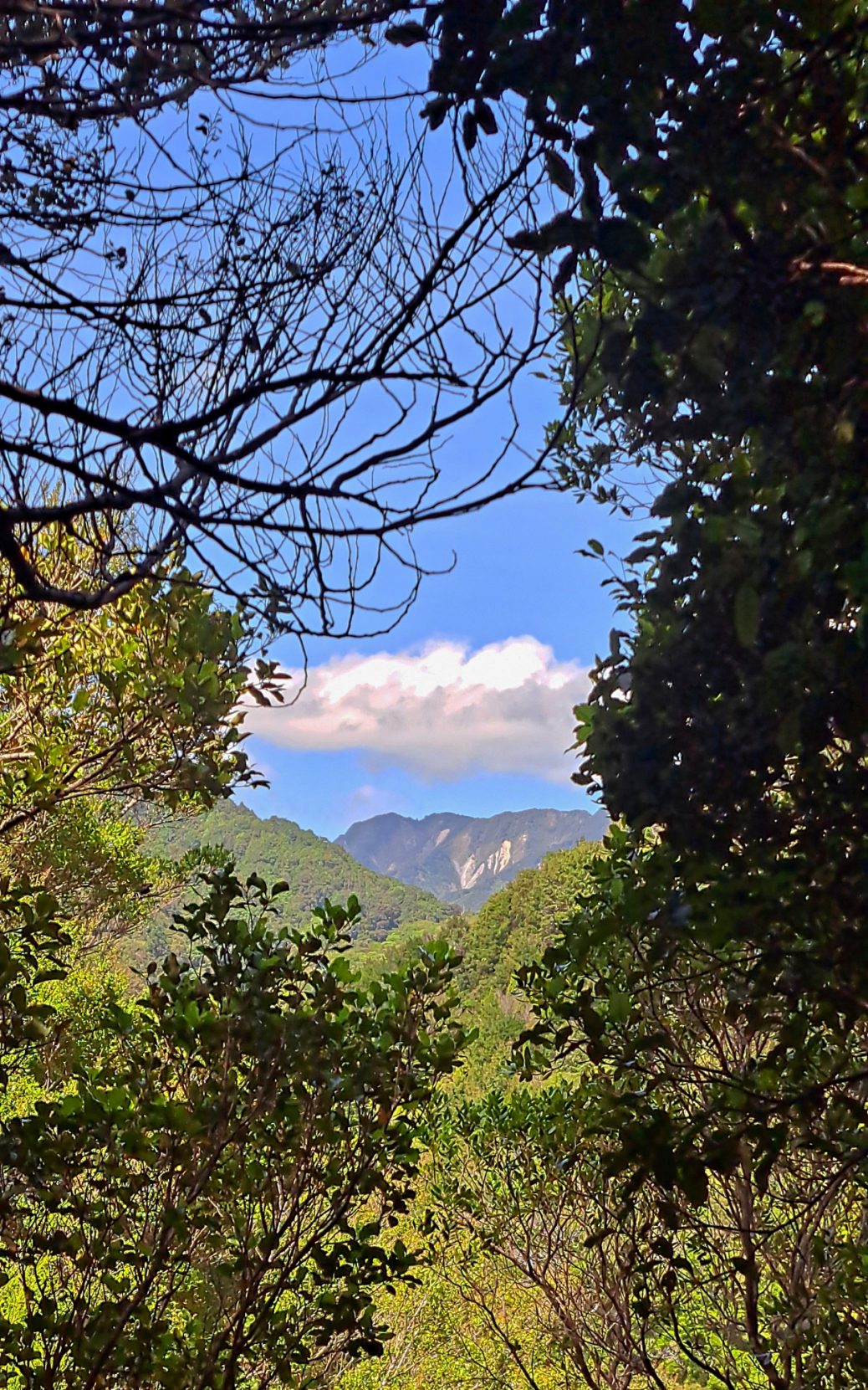 Clay Ridge from the Five Mile Loop Track