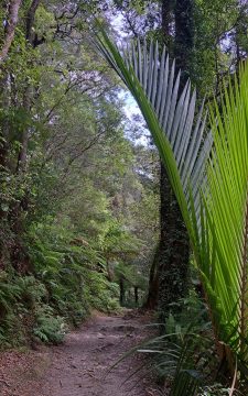 Orongorongo Track in the Remutaka Forest Park
