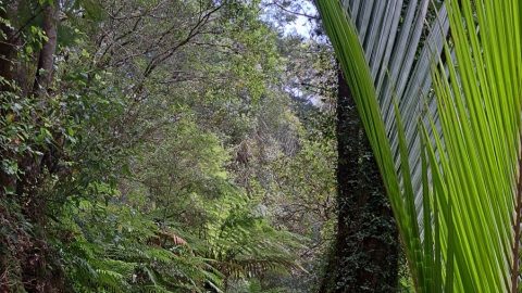 Orongorongo Track in the Remutaka Forest Park