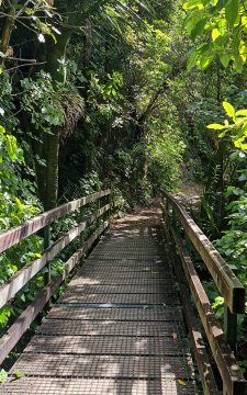 Walking Bridge on the Orongorongo Track