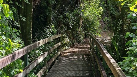 Walking Bridge on the Orongorongo Track