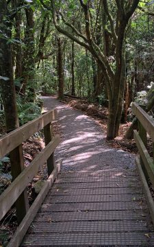 Orongorongo Track and Foot Bridge
