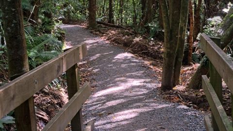 Orongorongo Track and Foot Bridge