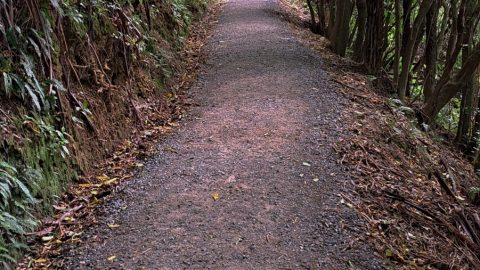 Beginning Section of the Orongorongo Track