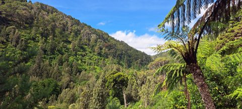Catchpool Valley from Orongorongo Track