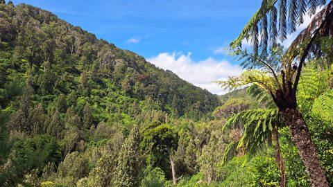 Catchpool Valley from Orongorongo Track