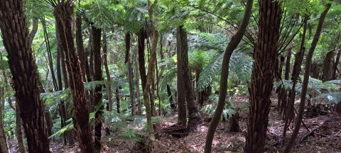 Fern Trees in Wainuiomata Regional Park