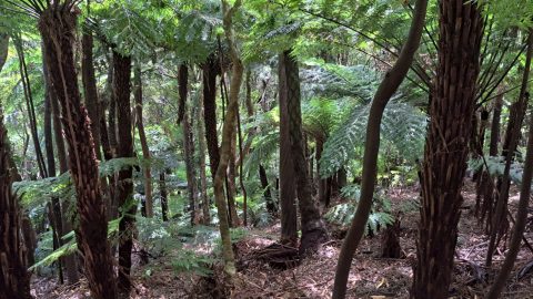 Fern Trees in Wainuiomata Regional Park