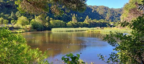 Lower Dam Wetland