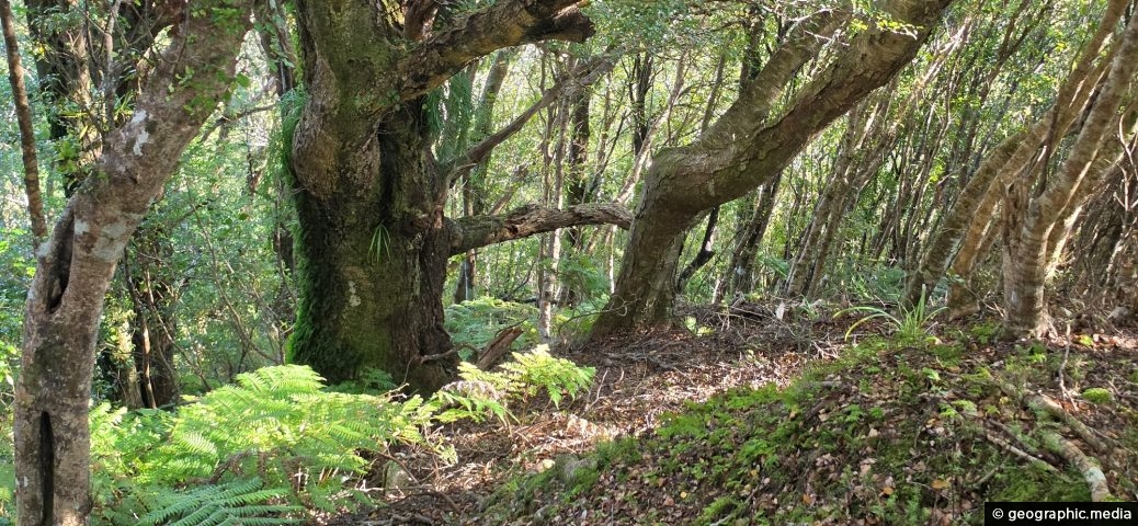 Bruce's Track in Wainuiomata