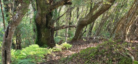 Bruce's Track in Wainuiomata