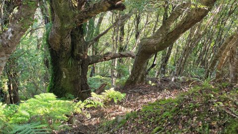 Bruce's Track in Wainuiomata