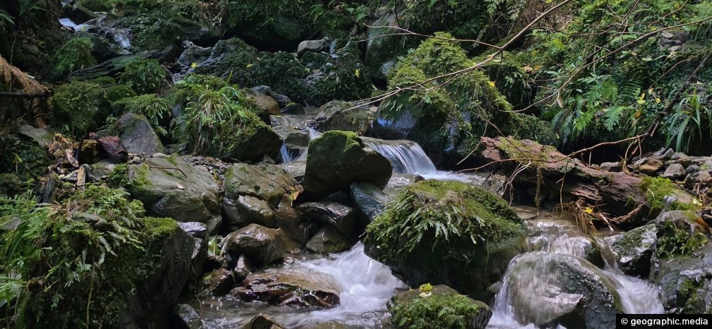 Upper Nikau Creek