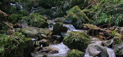 Upper Nikau Creek