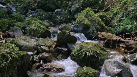 Upper Nikau Creek