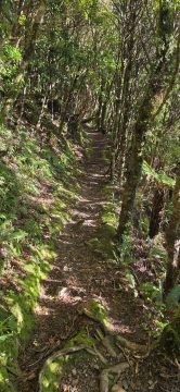 Whakanui Track along a Ridge